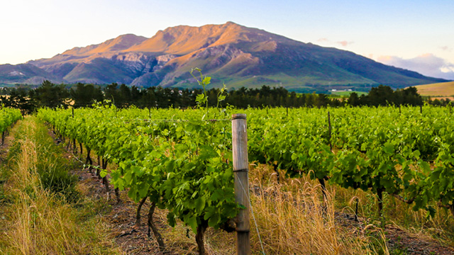 Bot River wine-country landscape