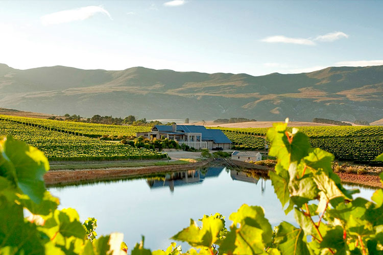 Stanford wine-country landscape